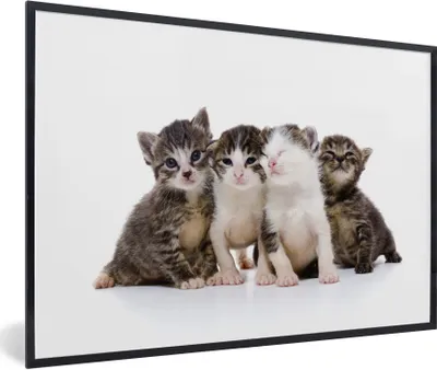 Produktbild von MuchoWow® Gerahmtes Poster Katze - Haustiere - Fell - Porträt 90x60 cm - Poster mit Schwarzem Bilderrahmen Wandposter Rahmen Foto Bilder - Fotorahmen - Foto-Plakat