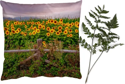 Produktbild von MuchoWow® Zierkissen Sofakissen Wohnzimmer Dekokissen 40x40 cm Sonnenblume - Blumen - Pflanzen - Foto Kissen - Schlafzimmer Dekoration