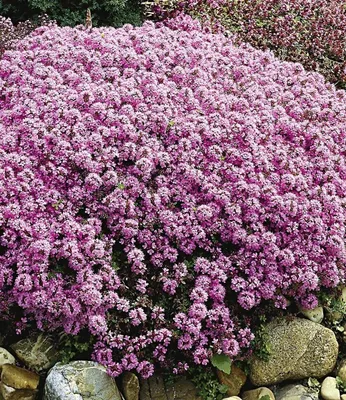 Produktbild von BALDUR Garten 9x Winterharter Bodendecker Langhaariger Gebirgs-Thymian, Pflanzen im 9x9 cm-Topf, Thymus praecox, Polsterthymian, Thymian, winterharte Stauden, trockenresistent & mehrjährig, blühend