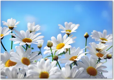 Produktbild von Tulup® Glas-Bild - 100 x 70 - Wandbild aus Glas - Wandkunst - Wandbild hinter gehärtetem Sicherheitsglas - Blumen & Pflanzen - Gänseblümchen - Weiß