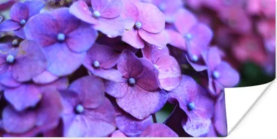 Produktbild von MuchoWow® Poster Blumen - Lila - Hortensie - Natur - Blütenblätter 120x60 cm - Bild