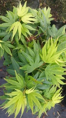 Produktbild von Japanischer Fächerahorn Mikawa yatsubusa - Ahorn palmatum - 30-40cm