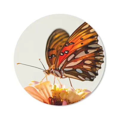 Produktbild von MuchoWow® Mauspad Mousepad Schmetterling - Orange - Blume - Insekten 20x20 cm - Mousepads - Maus Mat - Pad - Mausunterlage - Schreibtischmatte