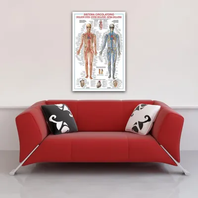 Obrázek produktu pro Vzdělávací - Oběhový systém Žíly Oběh člověka Plakát - 68x98 cm