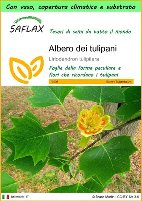 Immagine prodotto di SAFLAX Garden to go - Albero dei tulipani  - 20 semi - Liriodendron