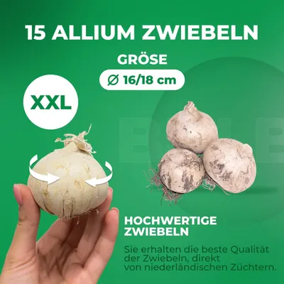 Obrázok produktu pre Cibuľky Allium, mrazuvzdorné, viacročné - Fantasia Budget - 15 kusov - Cibuľky Allium Giganteum - Voňavé rastliny z Holandska vhodné do záhrady alebo do kvetináča (väčšie hľúzky, nie semená, nie umelé)