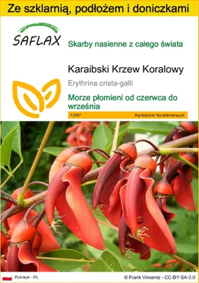 Zdjęcie produktu dla SAFLAX - Zestaw do uprawy - Karaibski Krzew Koralowy - 6 Nasiona - Z mini szklarnią, podłożem uprawowym i 2 doniczkami - Erythrina crista-galli