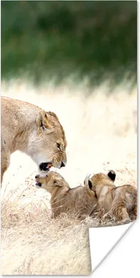 Produktbild von MuchoWow® Poster Löwe - Gras - Junge - Familie 60x120 cm - Wandschmuck