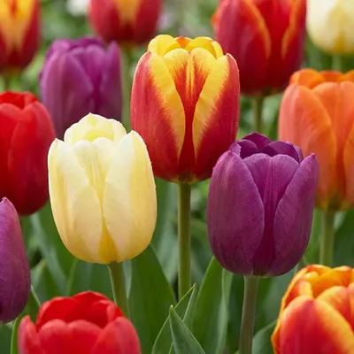 Produktbild von Green boutiQ - 35x Tulipa Triumph mix - Triumph-Tulpe - Diverses - Frühlingsblüher - Zwiebelgröße 11/17