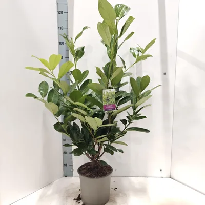 Zdjęcie produktu dla Prunus laur. 'Rotundifolia'  – laur wiśniowy | 60–70 cm w doniczce