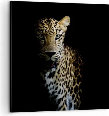 Produktbild von Bild auf Leinwand - Leinwandbild - Einteilig - Schattig Leopard Panther - 50x50cm - Wand Bild - Wanddeko - Wandbilder - Leinwanddruck - Bilder - Wanddekoration - Leinwand bilder - AC50x50-4585