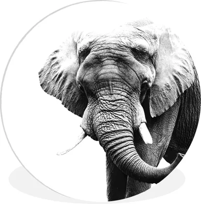 Produktbild von MuchoWow® Rundes Wandbild - Runde Bilder Elefant - Tiere - Schwarz - Weiß Ø 90 cm Kreis Wanddekoration Kunststoff - Wandkreis - Wandschmuck - Wand-Kreis - Wohnzimmer - Bild - Runde - Wanddeko - Dibond - Kunstdrucke
