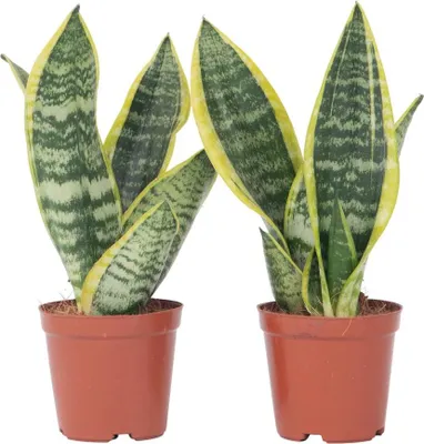 Zdjęcie produktu dla Sansewieria gwinejska - 2 szt - Sansevieria 'Futura' - W35-40cm - ⌀12cm