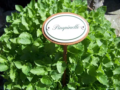 Produktbild von Kräuternamenschild Pimpinelle für Kräuterbeet, 6x4 cm Schild, 25 cm Erdspieß