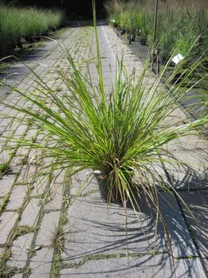 Produktbild von Federborstengras Moudry - Pennisetum alopecuroides