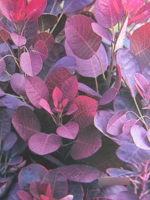 Produktbild von Perückenstrauch Grace - Cotinus dummeri - 30-40