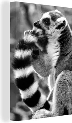 Produktbild von OneMillionCanvasses® - Leinwandbilder - 90x140 cm, Ein fütternder Ringelschwanzlemur - schwarz und weiß, Wandbilder Kunstdruck Wanddekoration - Wandschmucke - Schlafzimmer