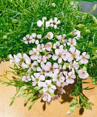 Produktbild von Saponaria x olivana, Seifenkraut, rosa Blüten, ca. 9x9 cm Topf