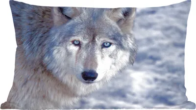 Produktbild von MuchoWow® Zierkissen Sofakissen Wohnzimmer Dekokissen 50x30 cm Kopf eines grauen Wolfes - Wohnzimmerdekoration - Polster mit Photo