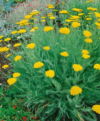 Produktbild von Achillea clypeolata, Schafgarbe, gelb, ca. 9x9 cm Topf