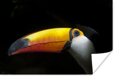 Produktbild von MuchoWow® Poster Tukan - Vogel - Schnabel 120x80 cm - Bilder