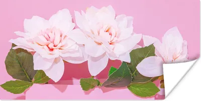Produktbild von MuchoWow® Poster Blüte - Sommer - Rosa 150x75 cm - ohne Rahmen