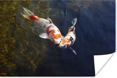 Produktbild von MuchoWow® Poster Zwei Koi-Karpfen im Wasser 60x40 cm - Schlafzimmerdekoration