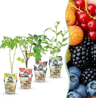 Produktbild von GreenboutiQ - Obstpflanzen - Regenbogen - Rote Johannisbeere - Gelbe Himbeere - Schwarze Brombeere - Blaubeere - Winterhart - 4 Pflanzen - Topf 9cm