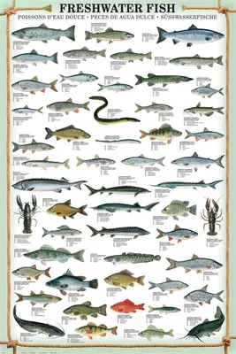 Produktbild von Poster Educational Freshwater Fish