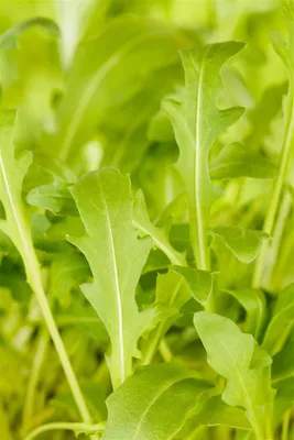 Produktbild von Schmalblättriger Doppelsame, im Topf - Diplotaxis tenuifolia, immergrün