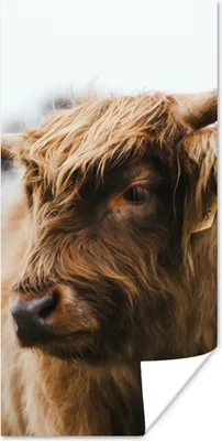 Produktbild von MuchoWow® Poster Schottischer Highlander - Tiere - Hörner 60x120 cm - Wandschmuck