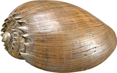 Immagine prodotto di Nobby Decorazione per acquari Conchiglia marrone