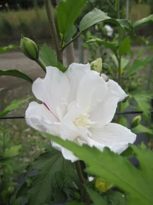 Produktbild von Hibiscus syriacus White Pillar (S) - Garteneibisch - 80-100