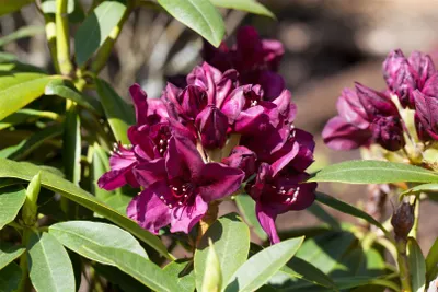 Produktbild von Rhododendron Hybr. 'Polarnacht', dunkelviolett, 30–40 cm