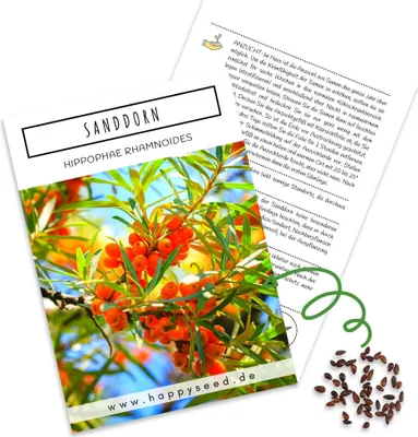 Produktbild von Sanddorn Samen (Hippophae rhamnoides) - Nährstoffreiche Sanddornbeeren ideal für die Anzucht im Garten, Balkon oder Terrasse