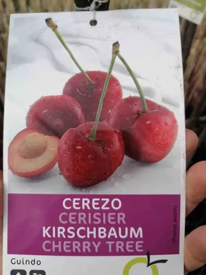 Obrázek produktu pro Třešeň - Prunus avium Guindo 180-200 cm - Třešně - Ovocný strom