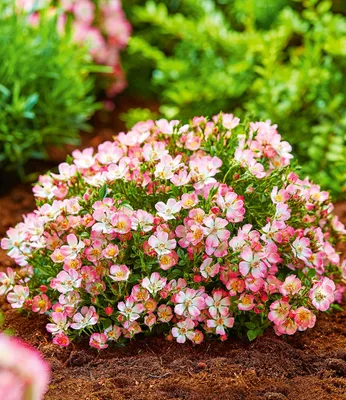 Produktbild von BALDUR Garten 1x Alpin-Rose Cutie Pie®, Pflanze im 9x9 cm-Topf, winterhart, wintergrün, kleine, stark duftende Rose, niedrig und kompakt, blühend, bienenfreundlich, Rosa