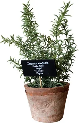 Obrázok produktu pre Umelý tymián AT hrniec