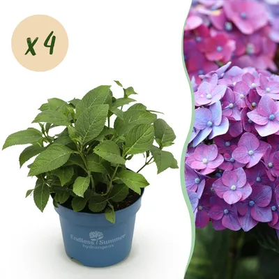 Obrázek produktu pro Hortenzie Hydrangea Endless Summer Love Purple, sada 4 ks - mrazuvzdorná