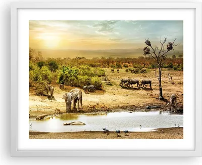 Produktbild von Gerahmtes Poster - Weißer Rahmen - Safari Tiere - 50x40 cm - Wand Bild - Wanddeko - Wandbilder - Kunstposter - Wandposter - Bilderrahmen - Bilder - Kunstdruck - Wandbild - P2WAA50x40-3880