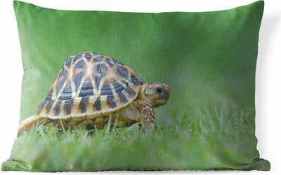 Produktbild von MuchoWow® Outdoor Kissen - Schildkröte im Gras - 50x30 cm - Wetterfest - Lounge Kissen - Sofa kissen - Wohnzimmer Dekoration