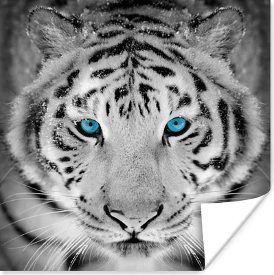 Produktbild von MuchoWow® Poster Tiger - Winter - Tiere 50x50 cm - Wohnzimmerdekoration