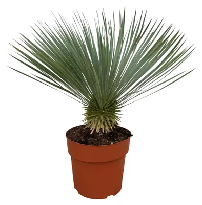 Produktbild von Trendyplants - Yucca Rostrata - Winterhart - Gartenpflanze - Höhe 60 - 80 cm - Topfgröße Ø27cm