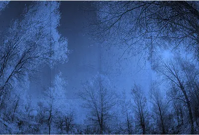 Produktbild von Tadessi Fototapete | Wald | 4.00 m x 2.70 m | Blau | Schwarz | Wandbild | Digitaldruck