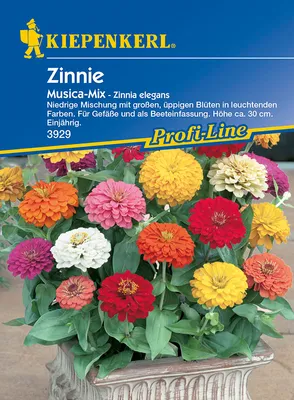 Immagine prodotto di Zinnia elegans Zinnia Musica miscela