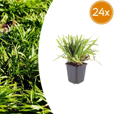Produktbild von Luzula sylvatica | 24 Stück - 10-25cm - Ø9cm - Gartenpflanze
