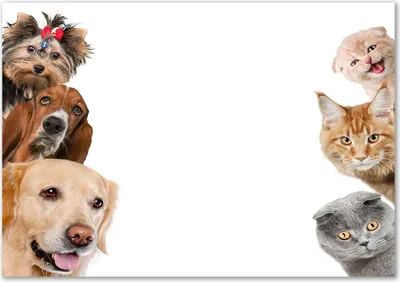 Produktbild von Tulup® Glas-Bild - 100 x 70 - Wandbild aus Glas - Wandkunst - Wandbild hinter gehärtetem Sicherheitsglas - Tiere - Hunde und Katzen - Beige