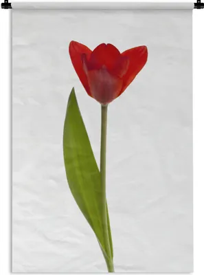 Produktbild von MuchoWow® Wandteppich Wandbehang Rote Tulpe vor weißem Hintergrund 90x135 cm Tapisserie Dekoration Wandtuch - Baumwolle - Wandskulptur