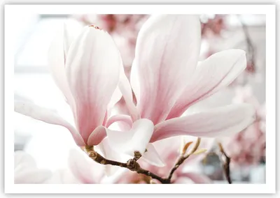 Produktbild von Poster - Poster ohne Rahmen - Zweig Magnolie Blume - 100x70 cm - Wand Bild - Wanddeko - Wandbilder - Kunstposter - Wandposter - Bilder - Kunstdruck - Wanddekoration - Wandbild - P2XAA100x70-4538