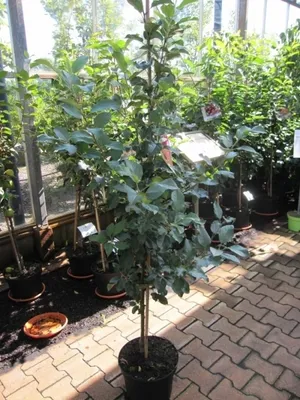 Produktbild von Malus Knebusch - Herbstapfel Knebusch